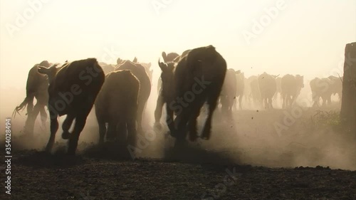Cattle running out of the pen,  the dust creates silhouettes