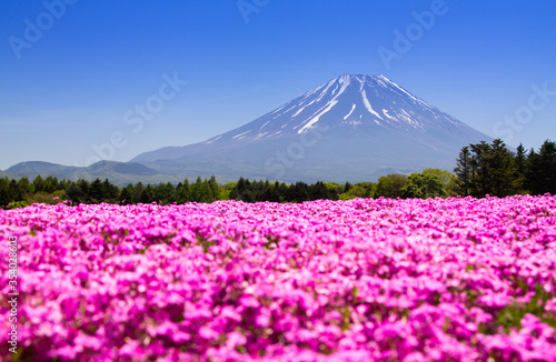 Shibazakura, Moss Pink Fuji mountain in Japan.