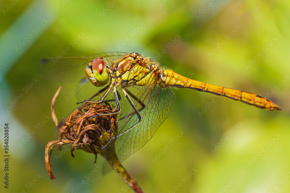 Libellula che si riposa su un fiore secco Libellula che si riposa su un fiore secco