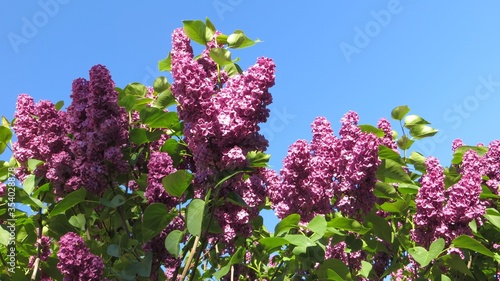Fresh spring lilac flowers  and leaves