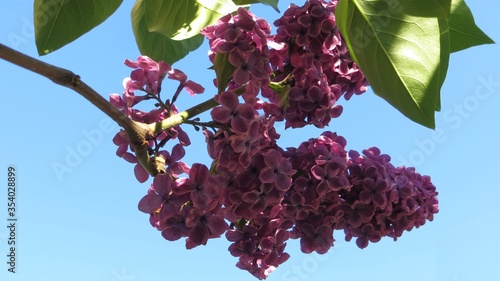 Fresh spring lilac flowers  and leaves
