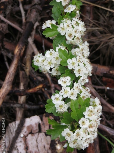 Fresh spring flowers 