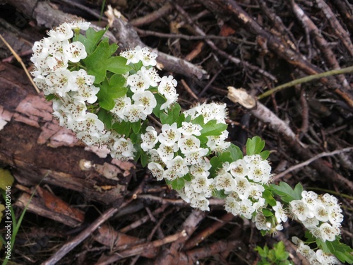 Fresh spring flowers 