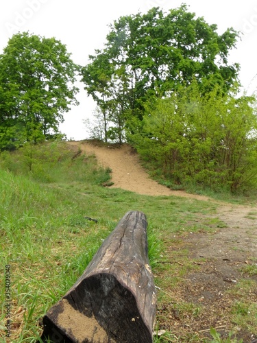 Fresh spring green trees in the forest