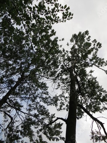 Green trees in the forest