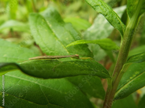 カマキリ 幼体 mantis
