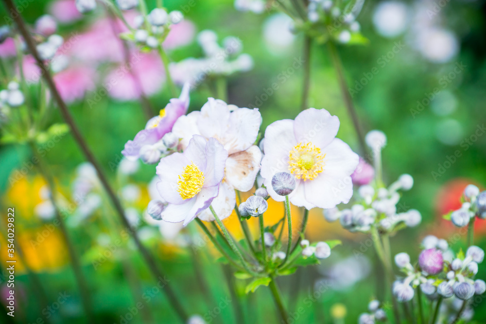 Anemone flower (Hupehensis) in the garden. Selective focus.