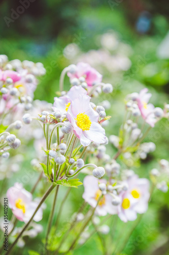 Anemone flower (Hupehensis) in the garden. Selective focus.