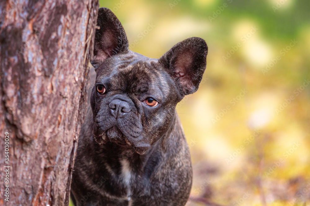 French bulldog stands behind a tree.