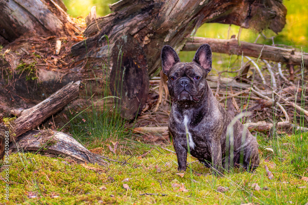 French bulldog sits in the forest in front of an old tree. French bulldog sits in the forest in front of an old tree.