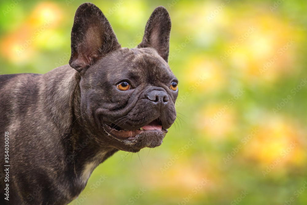 Portrait as a close-up of a French bulldog against a green background.