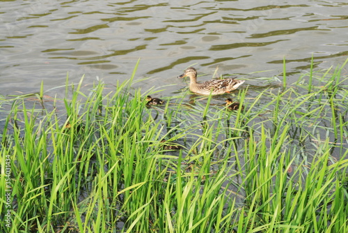 duck with ducklings swim in the lake © Margarita