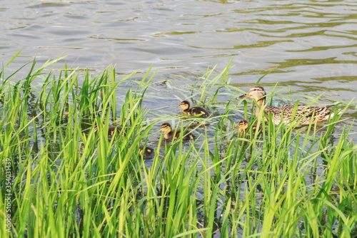 duck with ducklings swim in the lake © Margarita