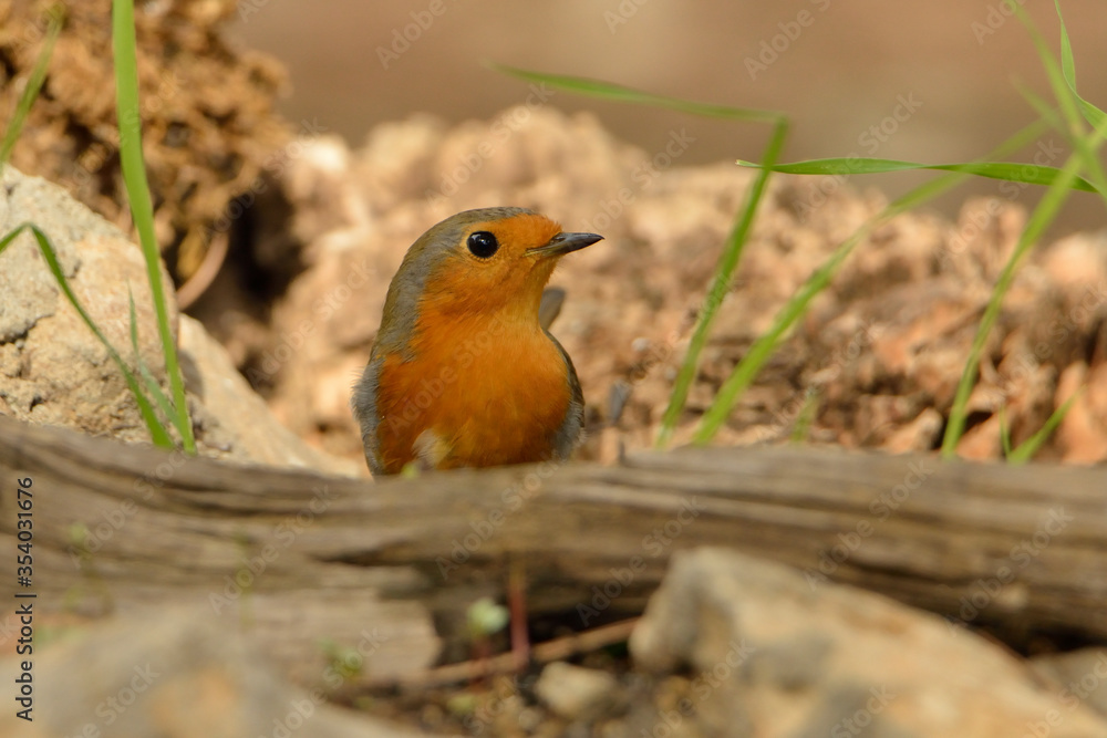 petirrojo posado en una rama con hojas verdes (Erithacus rubecula) Ojén Andalucía España petirrojo posado en una rama con hojas verdes (Erithacus rubecula) Ojén Andalucía España