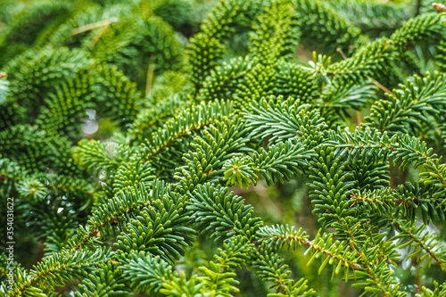 Fraser fir green foliage or Abies fraseri photo