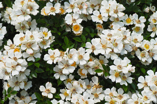 Rosalita musk rose in the garden, white flowers photo