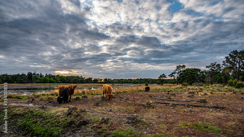 Cows grazing in the field bij sunset in the nature reserve Keelven in the south of The Netherlands © Sjak