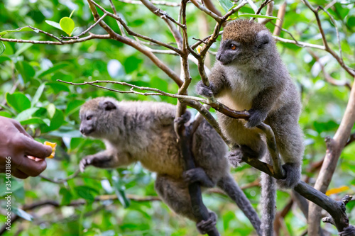 Funny bamboo lemurs on a tree branch watch the visitors