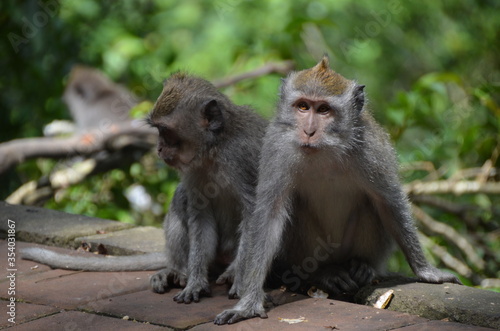 Monkeys of Bali © Lukas
