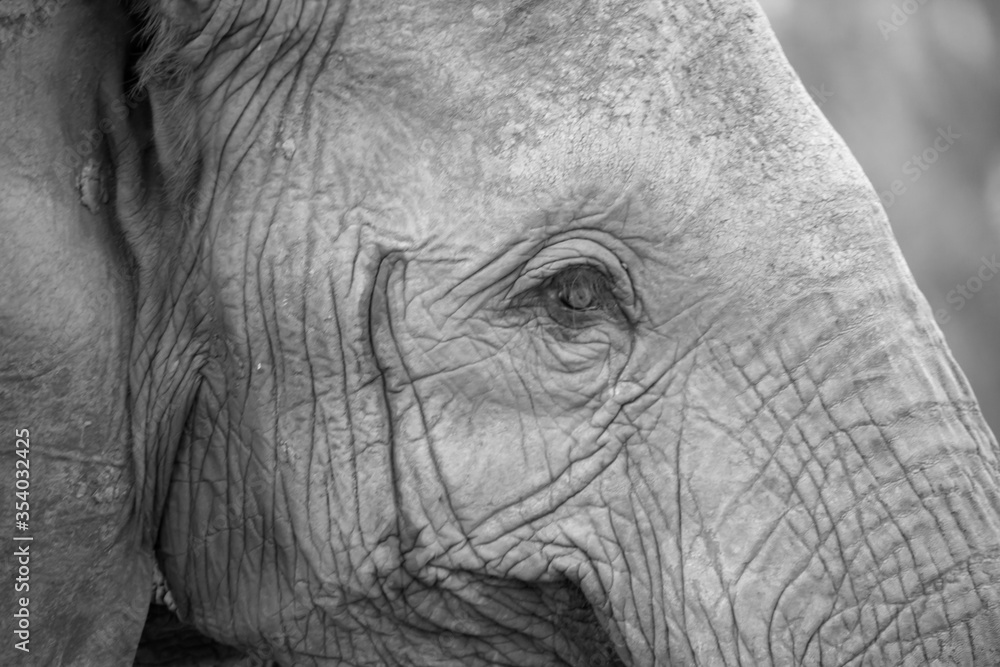 Fotografie The face of a big red elephant