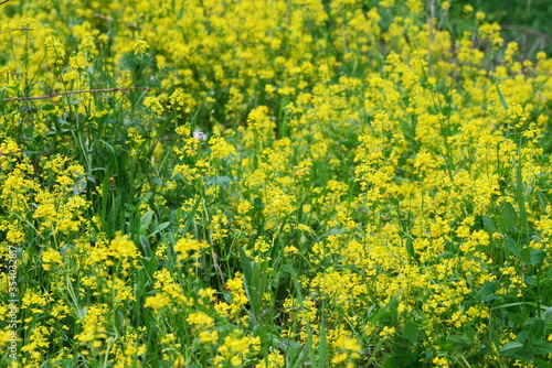 field with small yellow flowers