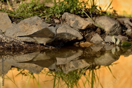 curruca capirotada macho bebiendo agua en el estanque del parque (Sylvia atricapilla) Marbella Andalucía España 