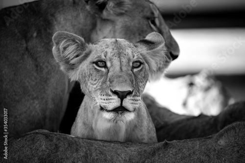 Fototapeta Naklejka Na Ścianę i Meble -  A small lion between his mothers legs is watching