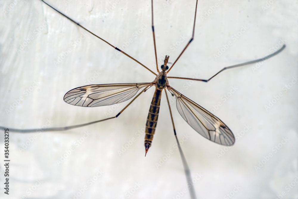 cranefly, harkrank, insect,nacka,sweden,stockholm cranefly, harkrank, insect,nacka,sweden,stockholm