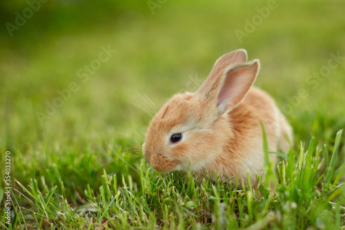 Cute easter orange bunny rabbit on green grass and green blurred background. Close up