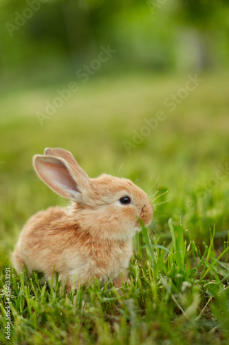 Cute easter orange bunny rabbit on green grass and green blurred background. Close up