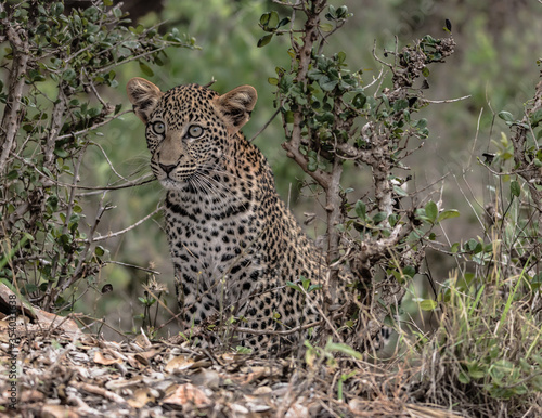 A close up of a young Cheetah in the wild