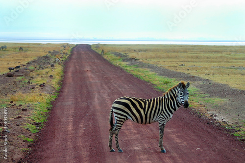 Zebra in Ngorongoro Crater - Tanzania