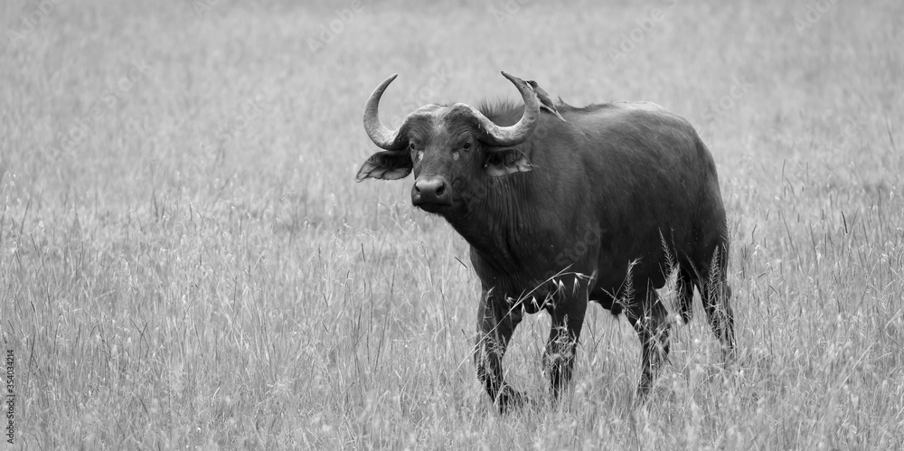 Φωτογραφία Big Buffalos are standing in the grass and grazing in the savannah of Kenya