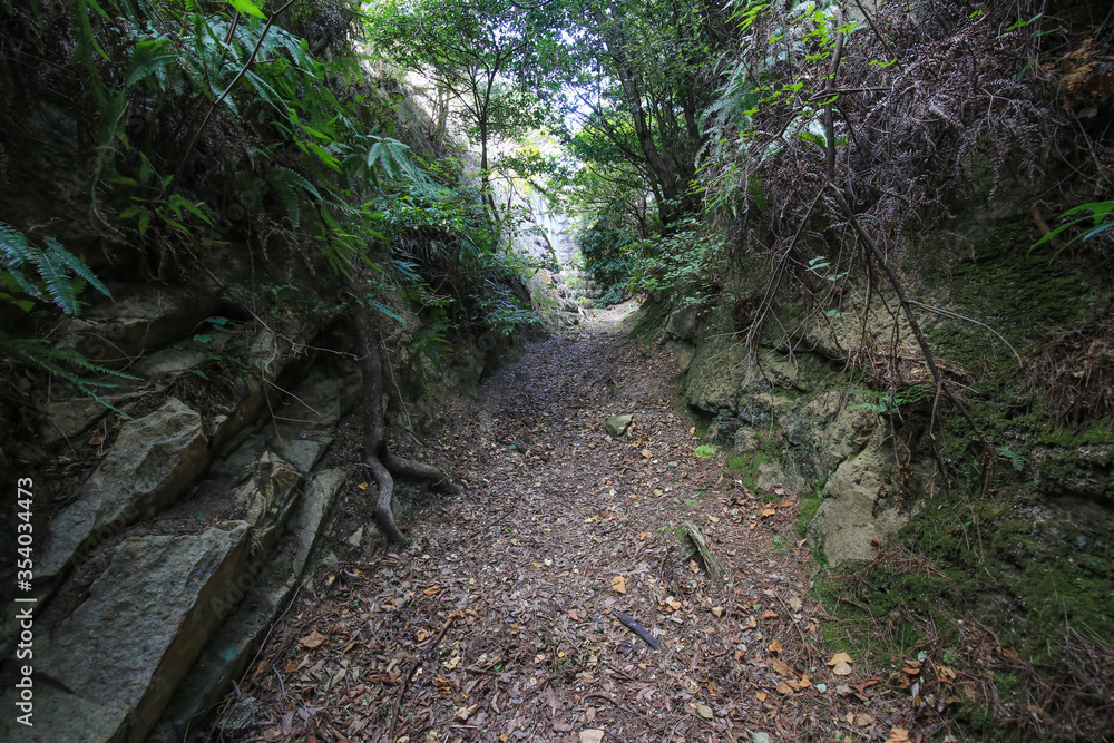 広島県竹原市　大久野島　北部砲台　観測所跡への道