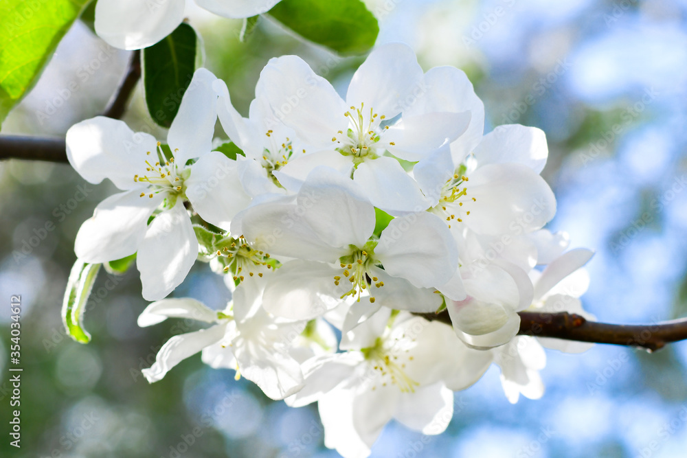 Garden with blooming apple trees.