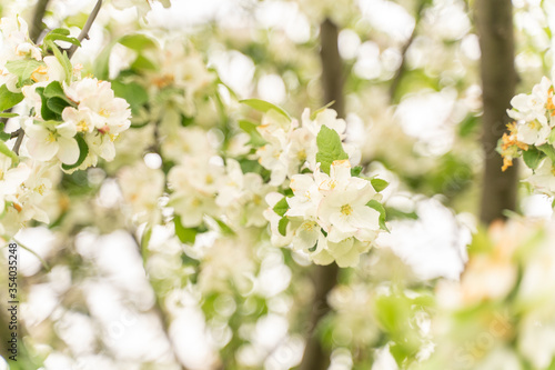 Apple tree flowers close up  blurred background