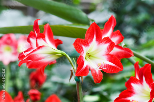 Red flower in the garden © Olena_Fomina