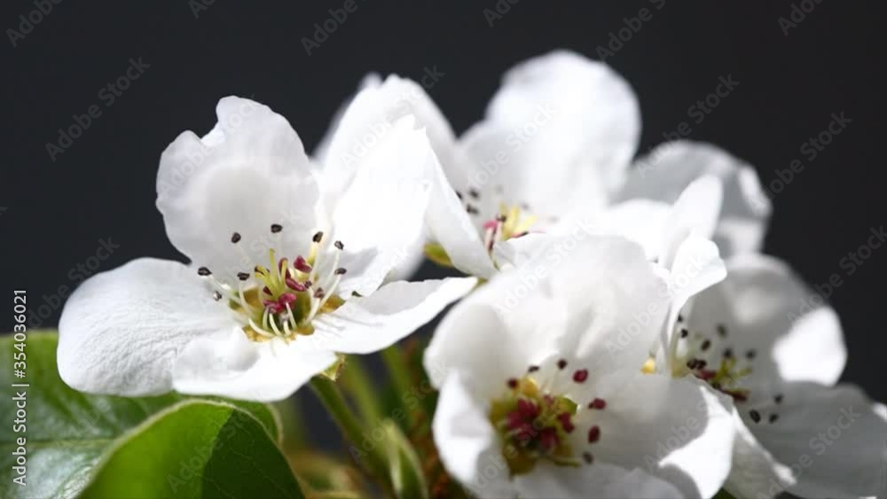 white cherry flowers on spring time white cherry flowers on spring time