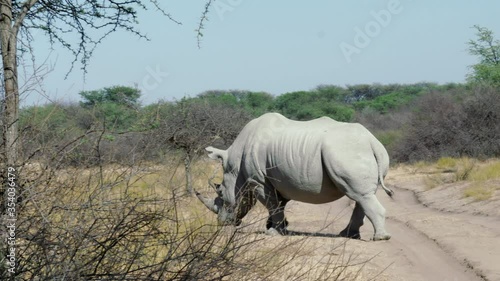 Huge White Rhinoceros Bull Crossing In A Sandy Road On A Sunny Day In Khama Rhino Sanctuary, Botswana. - wide shot