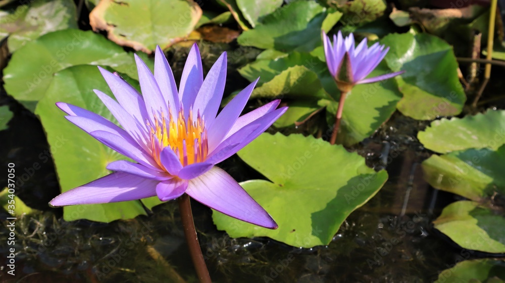 The water lilies in the purple bloom which evening light hits. The water lilies in the purple bloom which evening light hits.