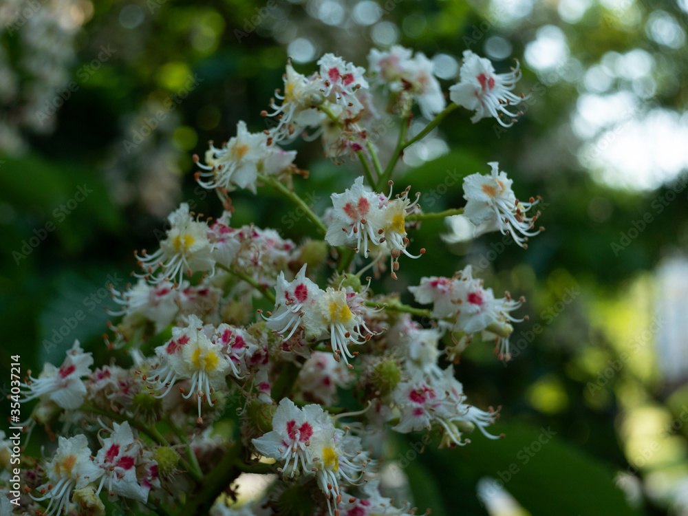 horse chestnut blossoms in spring horse chestnut blossoms in spring