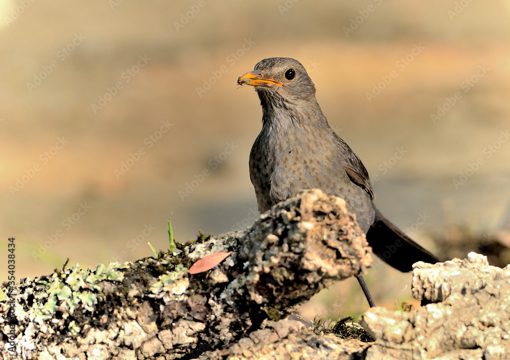 mirlo común posado en el suelo del bosque (Turdus merula) Ojén Andalucía España mirlo común posado en el suelo del bosque (Turdus merula) Ojén Andalucía España