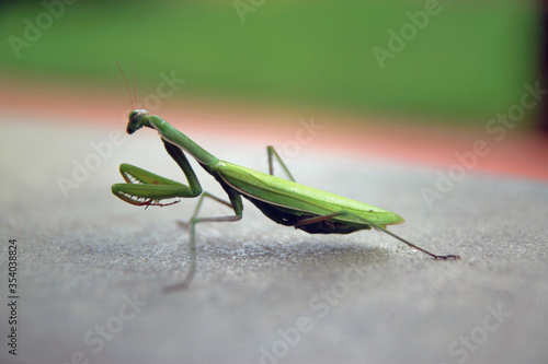 A praying mantis over concrete