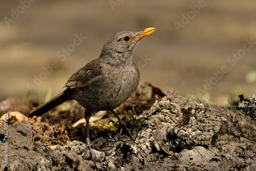  mirlo común posado en el suelo del bosque (Turdus merula) Ojén Andalucía España 