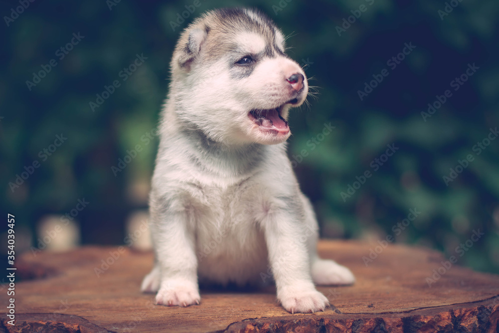 Fototapeta premium One Little cute puppy of Siberian husky dog outdoors