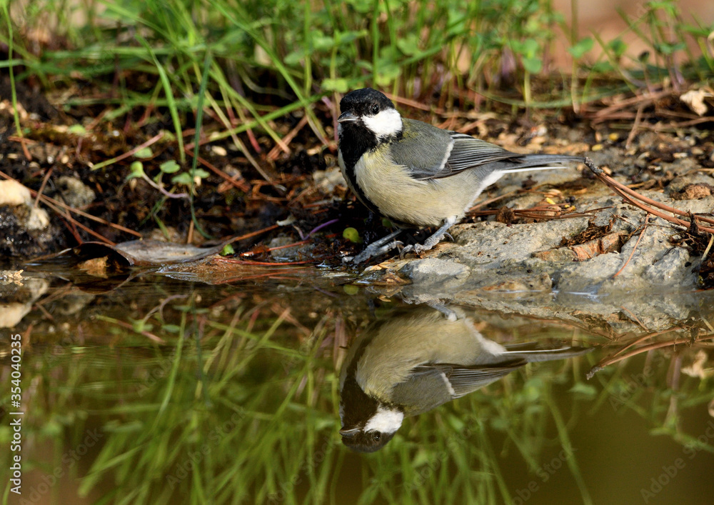 carbonero bebiendo agua y reflejad en el estanque del parque (Parus major) Marbella Andalucía España carbonero bebiendo agua y reflejad en el estanque del parque (Parus major) Marbella Andalucía España