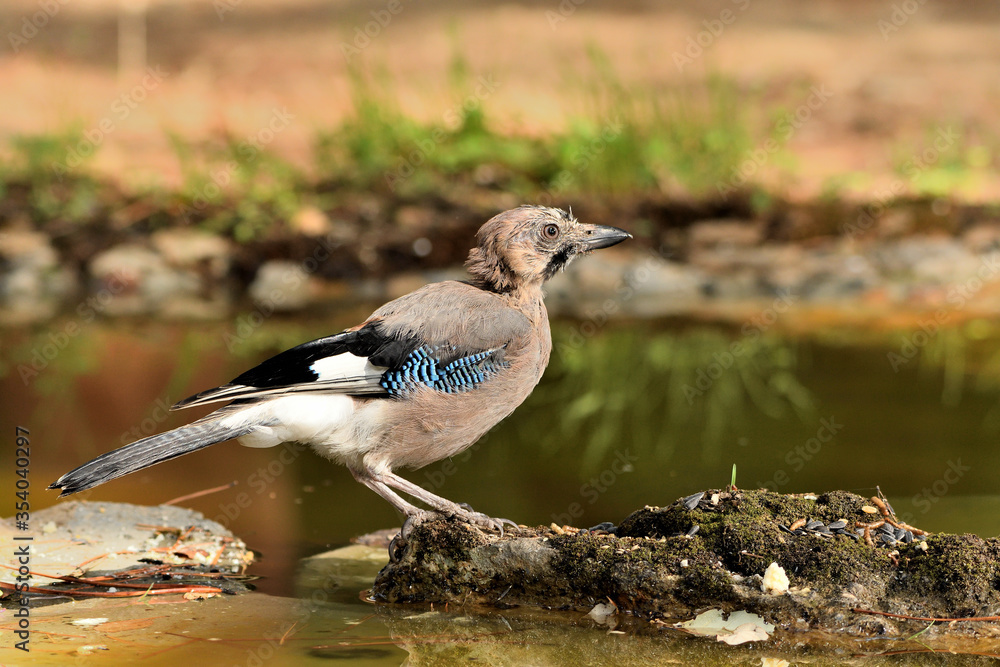 arrendajo bebiendo agua en la charca del bosque (Garrulus glandarius) Ojén Andalucía España arrendajo bebiendo agua en la charca del bosque (Garrulus glandarius) Ojén Andalucía España