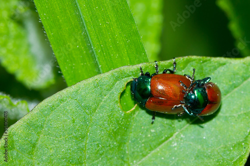 Escarabajos apareandose de color rojo y verde sobre la hoja. photo