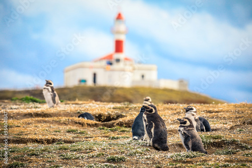 The Magellanic penguins with the Lighthouse of Magdalena Island background, Chile