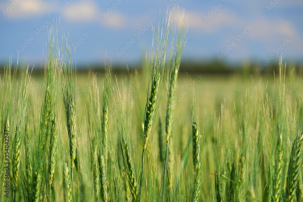 green wheat field on blue sky background green wheat field on blue sky background